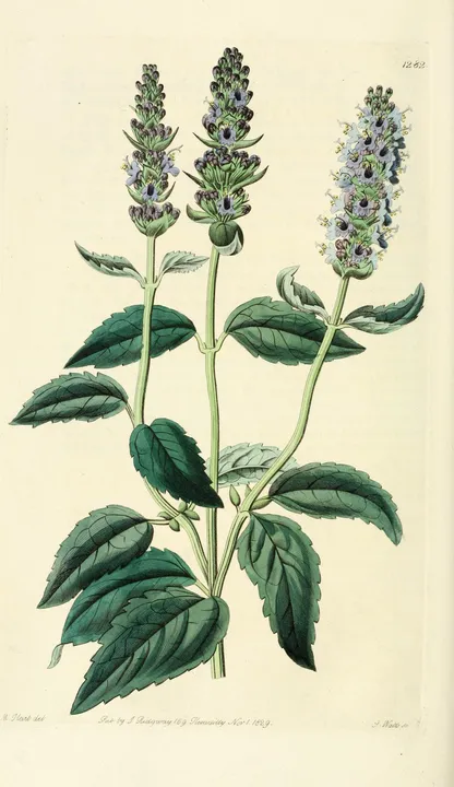 Anise Hyssop (Agastache foeniculum), historical botanical illustration