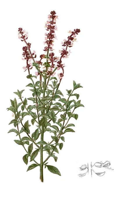Basil (Ocimum basilicum), historical botanical illustration
