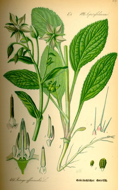 Borage (Borago officinalis), historical botanical illustration