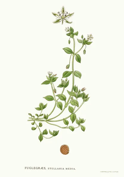 Chickweed (Stellaria media), historical botanical illustration