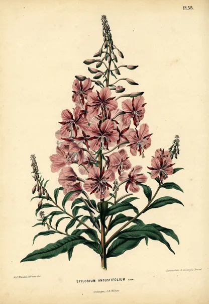 Fireweed (Chamerion angustifolium), historical botanical illustration