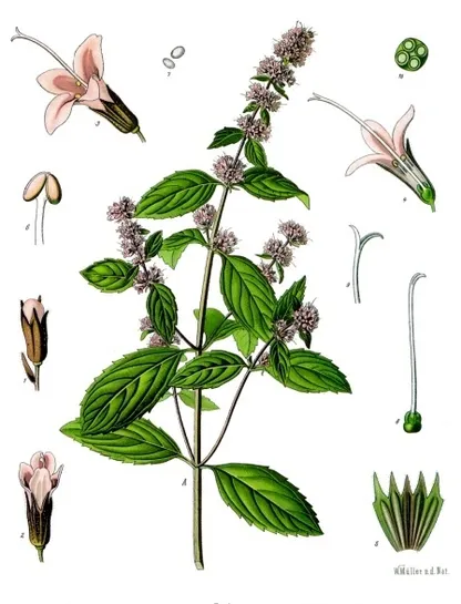 Mint (Mentha × piperita), historical botanical illustration