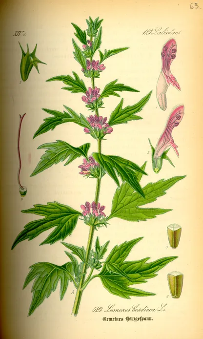 Motherwort (Leonurus cardiaca), historical botanical illustration