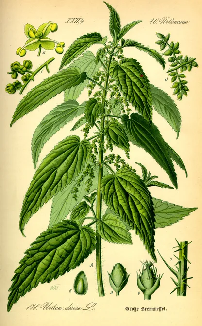 Nettle (Urtica dioica), historical botanical illustration