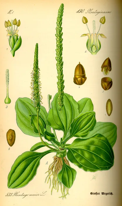 Plantain (Plantago major), historical botanical illustration
