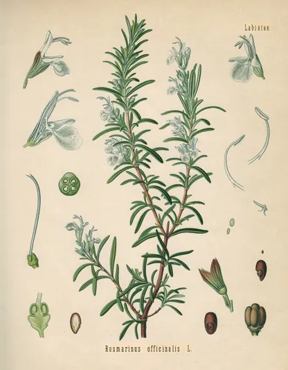 Rosemary (Salvia rosmarinus), historical botanical illustration