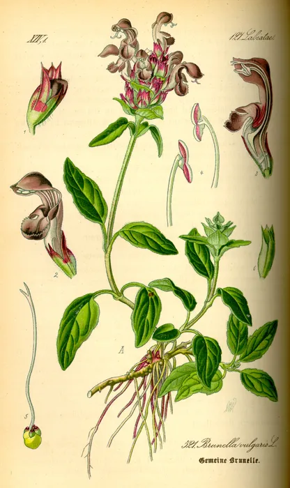 Self-Heal (Prunella vulgaris), historical botanical illustration