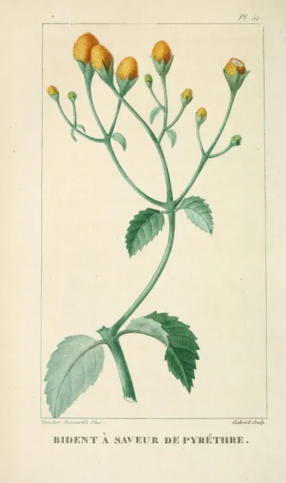 Spilanthes (Acmella oleracea), historical botanical illustration