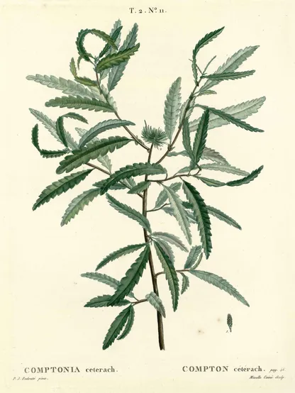 Sweetfern (Comptonia peregrina), historical botanical illustration