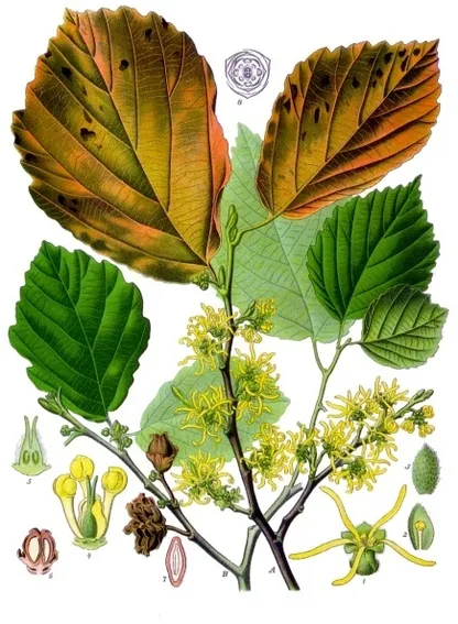 Witch Hazel (Hamamelis virginiana), historical botanical illustration